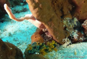 Malendure - îlet Pigeon    